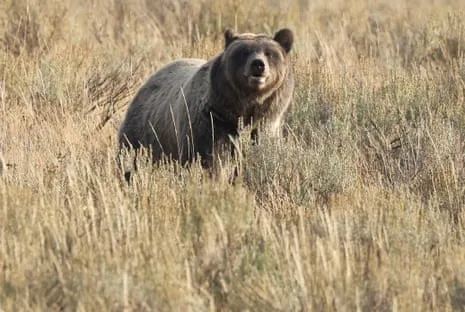 Backpacker Attacked by Wild Animal in Yellowstone Air Lifted to Trauma Center