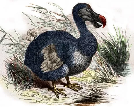 Researchers Claim They’ve Made a ‘Pivotal Step’ in Reviving the Flightless Species for the First Time in Three Centuries